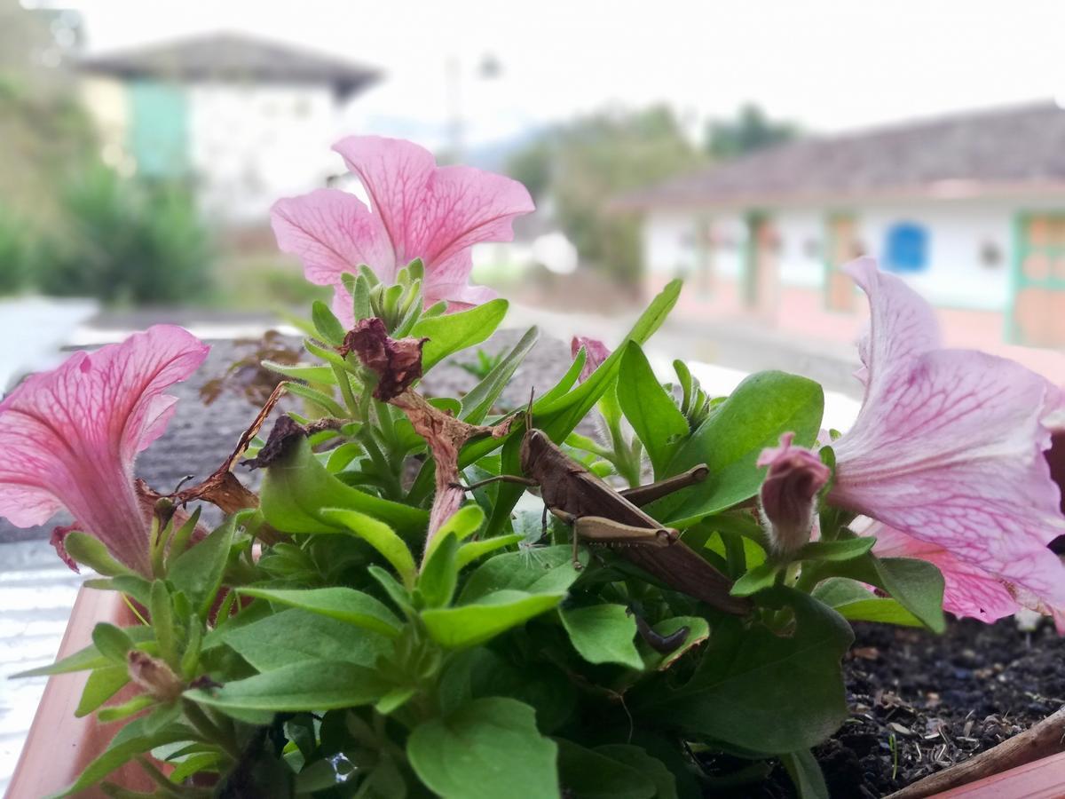 Posada Elenita سالنتو المظهر الخارجي الصورة